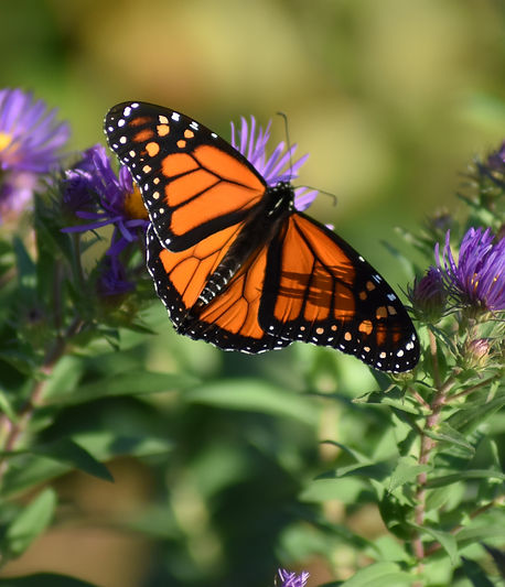 monarch on aster.jpg